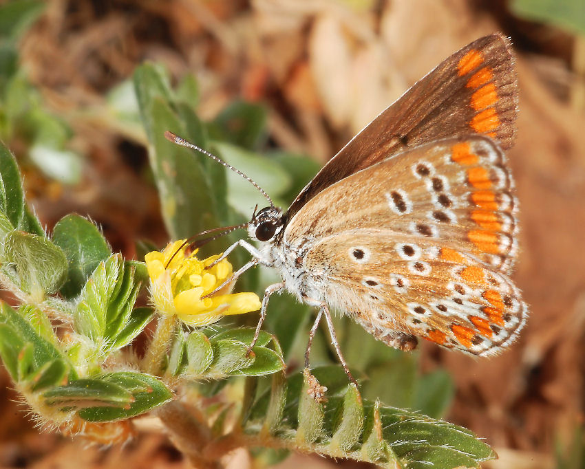 Farfalla